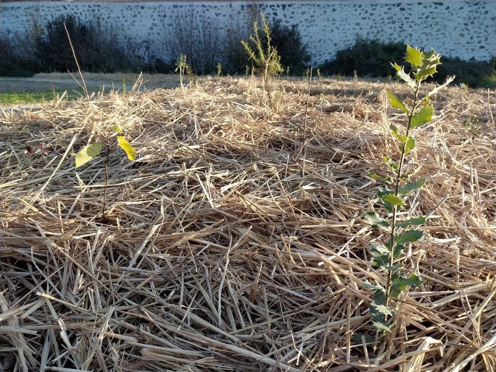 Planté et paillé