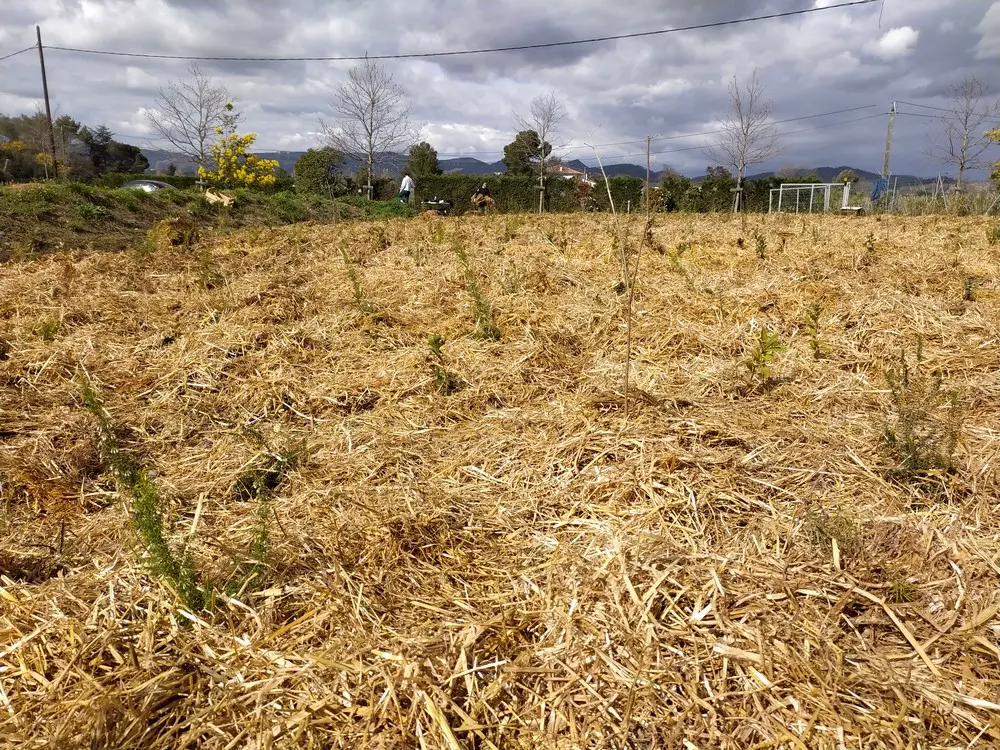 Tout est planté