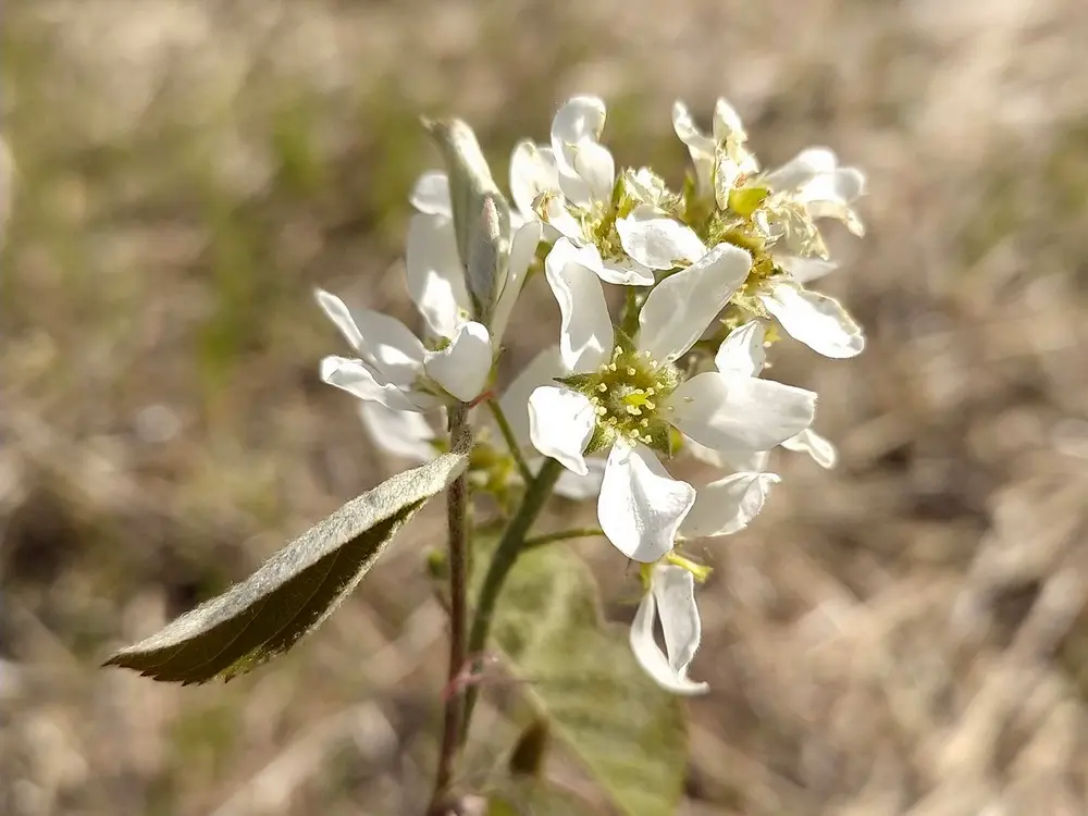 Amélanchier en fleurs